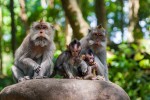 Protection animale: Vers un droit pour les primates en suisse?